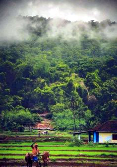 nenapu 2