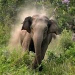 wild-elephant