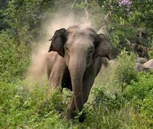 wild-elephant