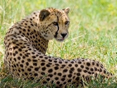 dhirathe 2