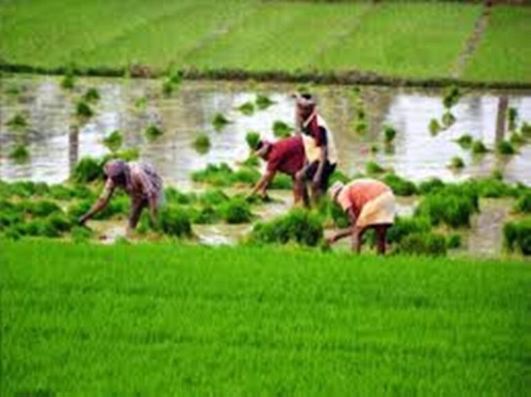 farmer