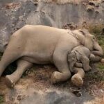 baby elephant 2
