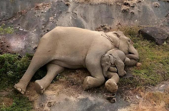 baby elephant 2