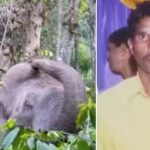 kaadane beluru