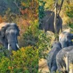 elephant
