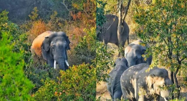 elephant