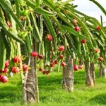 dragon-fruit-plant1