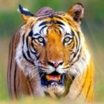 tiger 3