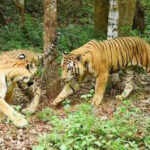 tigers 2