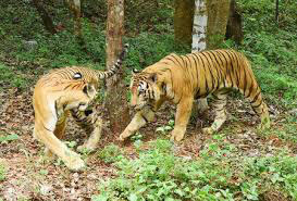 tigers 2