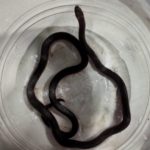 Coral-Snake-2