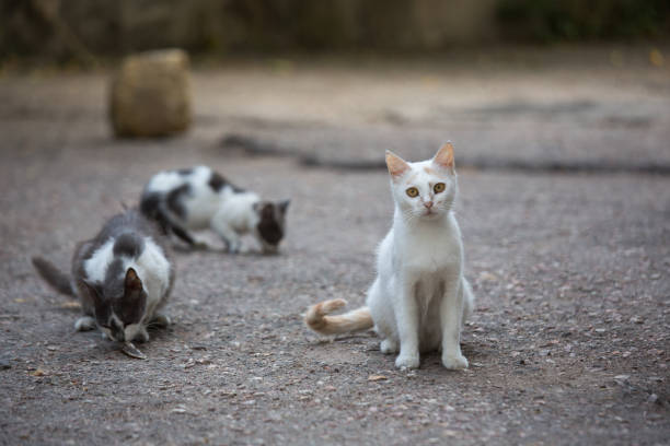 White stray cat on the streets of the city