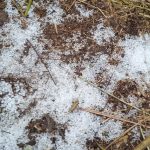 IMG-20250408-WA0319