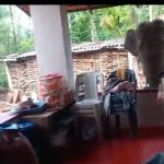 kaadu 1