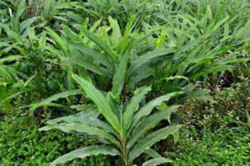 elachi
