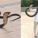 kalinga sarpa